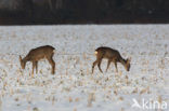 Roe Deer (Capreolus capreolus)