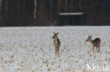 Roe Deer (Capreolus capreolus)