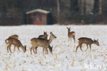 Roe Deer (Capreolus capreolus)