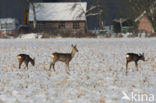 Roe Deer (Capreolus capreolus)