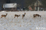Roe Deer (Capreolus capreolus)