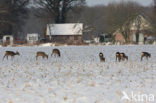 Roe Deer (Capreolus capreolus)