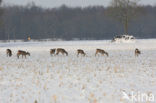 Roe Deer (Capreolus capreolus)