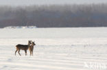 Roe Deer (Capreolus capreolus)