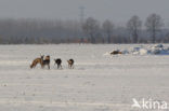Roe Deer (Capreolus capreolus)