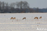 Roe Deer (Capreolus capreolus)