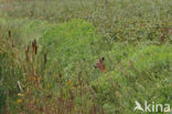 Roe Deer (Capreolus capreolus)