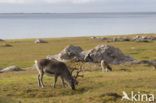 Rendier (Rangifer tarandus)