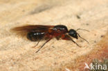 Reuzenmier (Camponotus ligniperda)