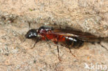 Reuzenmier (Camponotus ligniperda)