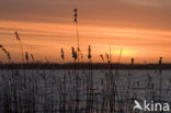 Riet (Phragmites australis)