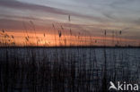 Riet (Phragmites australis)