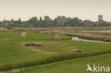 Common Reed (Phragmites australis)