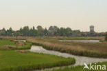 Riet (Phragmites australis)