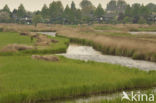 Riet (Phragmites australis)