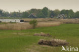 Riet (Phragmites australis)