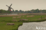 Riet (Phragmites australis)