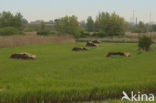 Riet (Phragmites australis)