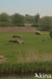 Riet (Phragmites australis)