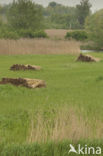 Riet (Phragmites australis)