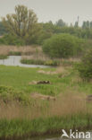 Common Reed (Phragmites australis)