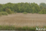 Riet (Phragmites australis)