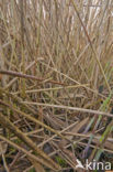 Riet (Phragmites australis)