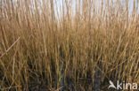 Riet (Phragmites australis)
