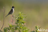 Reed Bunting (Emberiza schoeniclus)