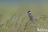 Reed Bunting (Emberiza schoeniclus)