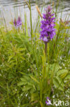 Rietorchis (Dactylorhiza praetermissa)