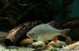 Common rudd (Scardinius erythrophthalmus)