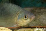 Common rudd (Scardinius erythrophthalmus)