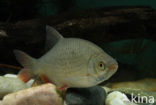 Common rudd (Scardinius erythrophthalmus)