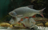 Common rudd (Scardinius erythrophthalmus)