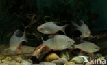 Common rudd (Scardinius erythrophthalmus)