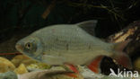 Common rudd (Scardinius erythrophthalmus)