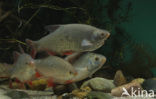 Common rudd (Scardinius erythrophthalmus)