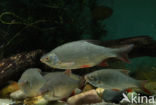 Common rudd (Scardinius erythrophthalmus)