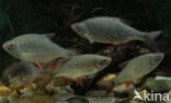 Common rudd (Scardinius erythrophthalmus)