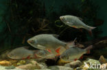 Common rudd (Scardinius erythrophthalmus)