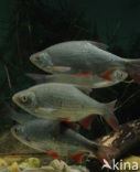 Common rudd (Scardinius erythrophthalmus)