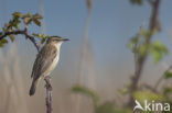 Sedge Warbler (Acrocephalus schoenobaenus)