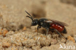 Sphecodes ferruginatus