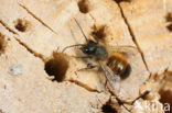 Rosse metselbij (Osmia rufa)