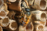 Rosse metselbij (Osmia rufa)