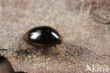 Scaphisoma agaricinum