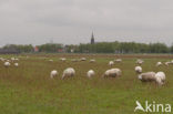 Sheep (Ovis domesticus)