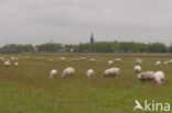 Schaap (Ovis domesticus)