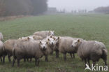 Schaap (Ovis domesticus)